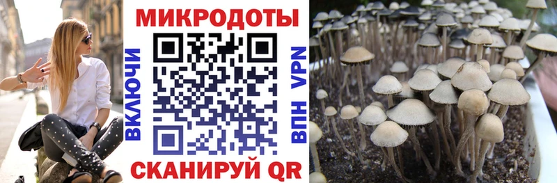 Галлюциногенные грибы Psilocybine cubensis  Купить  Михайловка 